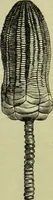 An illustration from The microscope : its history, construction, and application, being a familiar introduction to the use of the instrument, and the study of microscopical science / by Jabez Hogg ; with upwards of five hundred engravings, and coloured illustrations by Tuffen West. (1890)
