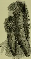 An illustration from The microscope : its history, construction, and application, being a familiar introduction to the use of the instrument, and the study of microscopical science / by Jabez Hogg ; with upwards of five hundred engravings, and coloured illustrations by Tuffen West. (1890)