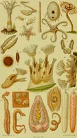 An illustration from The microscope : its history, construction, and application, being a familiar introduction to the use of the instrument, and the study of microscopical science / by Jabez Hogg ; with upwards of five hundred engravings, and coloured illustrations by Tuffen West. (1890)