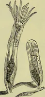 An illustration from The microscope : its history, construction, and application, being a familiar introduction to the use of the instrument, and the study of microscopical science / by Jabez Hogg ; with upwards of five hundred engravings, and coloured illustrations by Tuffen West. (1890)