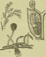 An illustration from The microscope : its history, construction, and application, being a familiar introduction to the use of the instrument, and the study of microscopical science / by Jabez Hogg ; with upwards of five hundred engravings, and coloured illustrations by Tuffen West. (1890)