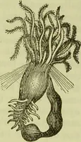 An illustration from The microscope : its history, construction, and application, being a familiar introduction to the use of the instrument, and the study of microscopical science / by Jabez Hogg ; with upwards of five hundred engravings, and coloured illustrations by Tuffen West. (1890)