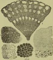 An illustration from The microscope : its history, construction, and application, being a familiar introduction to the use of the instrument, and the study of microscopical science / by Jabez Hogg ; with upwards of five hundred engravings, and coloured illustrations by Tuffen West. (1890)