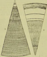 An illustration from The microscope : its history, construction, and application, being a familiar introduction to the use of the instrument, and the study of microscopical science / by Jabez Hogg ; with upwards of five hundred engravings, and coloured illustrations by Tuffen West. (1890)