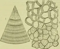 An illustration from The microscope : its history, construction, and application, being a familiar introduction to the use of the instrument, and the study of microscopical science / by Jabez Hogg ; with upwards of five hundred engravings, and coloured illustrations by Tuffen West. (1890)