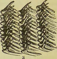 An illustration from The microscope : its history, construction, and application, being a familiar introduction to the use of the instrument, and the study of microscopical science / by Jabez Hogg ; with upwards of five hundred engravings, and coloured illustrations by Tuffen West. (1890)