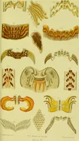 An illustration from The microscope : its history, construction, and application, being a familiar introduction to the use of the instrument, and the study of microscopical science / by Jabez Hogg ; with upwards of five hundred engravings, and coloured illustrations by Tuffen West. (1890)