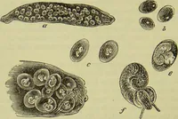 An illustration from The microscope : its history, construction, and application, being a familiar introduction to the use of the instrument, and the study of microscopical science / by Jabez Hogg ; with upwards of five hundred engravings, and coloured illustrations by Tuffen West. (1890)