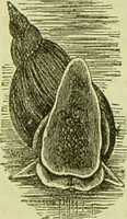 An illustration from The microscope : its history, construction, and application, being a familiar introduction to the use of the instrument, and the study of microscopical science / by Jabez Hogg ; with upwards of five hundred engravings, and coloured illustrations by Tuffen West. (1890)