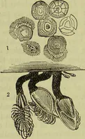 An illustration from The microscope : its history, construction, and application, being a familiar introduction to the use of the instrument, and the study of microscopical science / by Jabez Hogg ; with upwards of five hundred engravings, and coloured illustrations by Tuffen West. (1890)