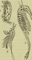 An illustration from The microscope : its history, construction, and application, being a familiar introduction to the use of the instrument, and the study of microscopical science / by Jabez Hogg ; with upwards of five hundred engravings, and coloured illustrations by Tuffen West. (1890)