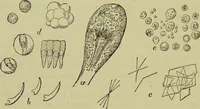 An illustration from The microscope : its history, construction, and application, being a familiar introduction to the use of the instrument, and the study of microscopical science / by Jabez Hogg ; with upwards of five hundred engravings, and coloured illustrations by Tuffen West. (1890)