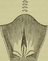 An illustration from The microscope : its history, construction, and application, being a familiar introduction to the use of the instrument, and the study of microscopical science / by Jabez Hogg ; with upwards of five hundred engravings, and coloured illustrations by Tuffen West. (1890)