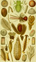 An illustration from The microscope : its history, construction, and application, being a familiar introduction to the use of the instrument, and the study of microscopical science / by Jabez Hogg ; with upwards of five hundred engravings, and coloured illustrations by Tuffen West. (1890)