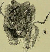 An illustration from The microscope : its history, construction, and application, being a familiar introduction to the use of the instrument, and the study of microscopical science / by Jabez Hogg ; with upwards of five hundred engravings, and coloured illustrations by Tuffen West. (1890)