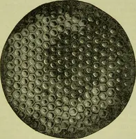 An illustration from The microscope : its history, construction, and application, being a familiar introduction to the use of the instrument, and the study of microscopical science / by Jabez Hogg ; with upwards of five hundred engravings, and coloured illustrations by Tuffen West. (1890)