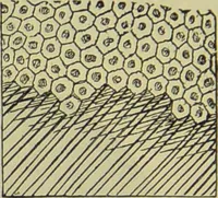 An illustration from The microscope : its history, construction, and application, being a familiar introduction to the use of the instrument, and the study of microscopical science / by Jabez Hogg ; with upwards of five hundred engravings, and coloured illustrations by Tuffen West. (1890)