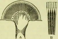 An illustration from The microscope : its history, construction, and application, being a familiar introduction to the use of the instrument, and the study of microscopical science / by Jabez Hogg ; with upwards of five hundred engravings, and coloured illustrations by Tuffen West. (1890)
