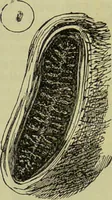 An illustration from The microscope : its history, construction, and application, being a familiar introduction to the use of the instrument, and the study of microscopical science / by Jabez Hogg ; with upwards of five hundred engravings, and coloured illustrations by Tuffen West. (1890)