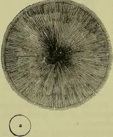An illustration from The microscope : its history, construction, and application, being a familiar introduction to the use of the instrument, and the study of microscopical science / by Jabez Hogg ; with upwards of five hundred engravings, and coloured illustrations by Tuffen West. (1890)