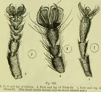 An illustration from The microscope : its history, construction, and application, being a familiar introduction to the use of the instrument, and the study of microscopical science / by Jabez Hogg ; with upwards of five hundred engravings, and coloured illustrations by Tuffen West. (1890)