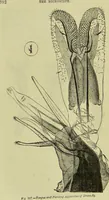 An illustration from The microscope : its history, construction, and application, being a familiar introduction to the use of the instrument, and the study of microscopical science / by Jabez Hogg ; with upwards of five hundred engravings, and coloured illustrations by Tuffen West. (1890)