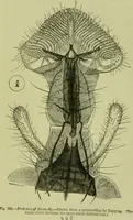 An illustration from The microscope : its history, construction, and application, being a familiar introduction to the use of the instrument, and the study of microscopical science / by Jabez Hogg ; with upwards of five hundred engravings, and coloured illustrations by Tuffen West. (1890)