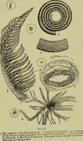 An illustration from The microscope : its history, construction, and application, being a familiar introduction to the use of the instrument, and the study of microscopical science / by Jabez Hogg ; with upwards of five hundred engravings, and coloured illustrations by Tuffen West. (1890)