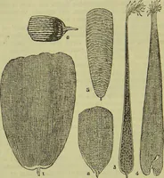 An illustration from The microscope : its history, construction, and application, being a familiar introduction to the use of the instrument, and the study of microscopical science / by Jabez Hogg ; with upwards of five hundred engravings, and coloured illustrations by Tuffen West. (1890)