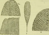 An illustration from The microscope : its history, construction, and application, being a familiar introduction to the use of the instrument, and the study of microscopical science / by Jabez Hogg ; with upwards of five hundred engravings, and coloured illustrations by Tuffen West. (1890)