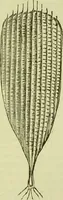 An illustration from The microscope : its history, construction, and application, being a familiar introduction to the use of the instrument, and the study of microscopical science / by Jabez Hogg ; with upwards of five hundred engravings, and coloured illustrations by Tuffen West. (1890)