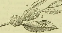 An illustration from The microscope : its history, construction, and application, being a familiar introduction to the use of the instrument, and the study of microscopical science / by Jabez Hogg ; with upwards of five hundred engravings, and coloured illustrations by Tuffen West. (1890)