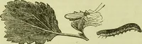 An illustration from The microscope : its history, construction, and application, being a familiar introduction to the use of the instrument, and the study of microscopical science / by Jabez Hogg ; with upwards of five hundred engravings, and coloured illustrations by Tuffen West. (1890)