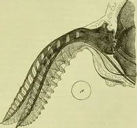An illustration from The microscope : its history, construction, and application, being a familiar introduction to the use of the instrument, and the study of microscopical science / by Jabez Hogg ; with upwards of five hundred engravings, and coloured illustrations by Tuffen West. (1890)