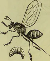 An illustration from The microscope : its history, construction, and application, being a familiar introduction to the use of the instrument, and the study of microscopical science / by Jabez Hogg ; with upwards of five hundred engravings, and coloured illustrations by Tuffen West. (1890)