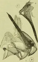 An illustration from The microscope : its history, construction, and application, being a familiar introduction to the use of the instrument, and the study of microscopical science / by Jabez Hogg ; with upwards of five hundred engravings, and coloured illustrations by Tuffen West. (1890)