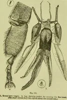 An illustration from The microscope : its history, construction, and application, being a familiar introduction to the use of the instrument, and the study of microscopical science / by Jabez Hogg ; with upwards of five hundred engravings, and coloured illustrations by Tuffen West. (1890)