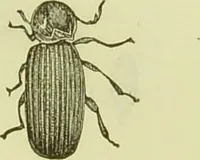 An illustration from The microscope : its history, construction, and application, being a familiar introduction to the use of the instrument, and the study of microscopical science / by Jabez Hogg ; with upwards of five hundred engravings, and coloured illustrations by Tuffen West. (1890)
