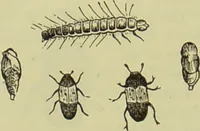 An illustration from The microscope : its history, construction, and application, being a familiar introduction to the use of the instrument, and the study of microscopical science / by Jabez Hogg ; with upwards of five hundred engravings, and coloured illustrations by Tuffen West. (1890)