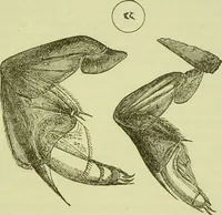 An illustration from The microscope : its history, construction, and application, being a familiar introduction to the use of the instrument, and the study of microscopical science / by Jabez Hogg ; with upwards of five hundred engravings, and coloured illustrations by Tuffen West. (1890)