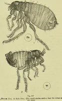 An illustration from The microscope : its history, construction, and application, being a familiar introduction to the use of the instrument, and the study of microscopical science / by Jabez Hogg ; with upwards of five hundred engravings, and coloured illustrations by Tuffen West. (1890)
