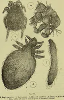 An illustration from The microscope : its history, construction, and application, being a familiar introduction to the use of the instrument, and the study of microscopical science / by Jabez Hogg ; with upwards of five hundred engravings, and coloured illustrations by Tuffen West. (1890)
