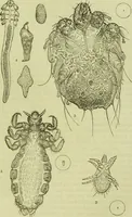 An illustration from The microscope : its history, construction, and application, being a familiar introduction to the use of the instrument, and the study of microscopical science / by Jabez Hogg ; with upwards of five hundred engravings, and coloured illustrations by Tuffen West. (1890)