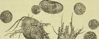 An illustration from The microscope : its history, construction, and application, being a familiar introduction to the use of the instrument, and the study of microscopical science / by Jabez Hogg ; with upwards of five hundred engravings, and coloured illustrations by Tuffen West. (1890)
