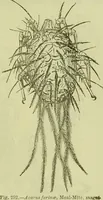 An illustration from The microscope : its history, construction, and application, being a familiar introduction to the use of the instrument, and the study of microscopical science / by Jabez Hogg ; with upwards of five hundred engravings, and coloured illustrations by Tuffen West. (1890)