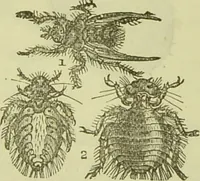 An illustration from The microscope : its history, construction, and application, being a familiar introduction to the use of the instrument, and the study of microscopical science / by Jabez Hogg ; with upwards of five hundred engravings, and coloured illustrations by Tuffen West. (1890)