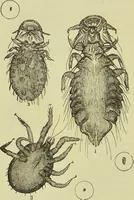 An illustration from The microscope : its history, construction, and application, being a familiar introduction to the use of the instrument, and the study of microscopical science / by Jabez Hogg ; with upwards of five hundred engravings, and coloured illustrations by Tuffen West. (1890)