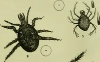 An illustration from The microscope : its history, construction, and application, being a familiar introduction to the use of the instrument, and the study of microscopical science / by Jabez Hogg ; with upwards of five hundred engravings, and coloured illustrations by Tuffen West. (1890)