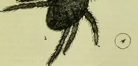 An illustration from The microscope : its history, construction, and application, being a familiar introduction to the use of the instrument, and the study of microscopical science / by Jabez Hogg ; with upwards of five hundred engravings, and coloured illustrations by Tuffen West. (1890)