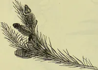 An illustration from The microscope : its history, construction, and application, being a familiar introduction to the use of the instrument, and the study of microscopical science / by Jabez Hogg ; with upwards of five hundred engravings, and coloured illustrations by Tuffen West. (1890)